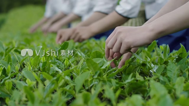 茶叶茶山茶艺茶园采茶茶红茶绿茶春茶茶叶茶